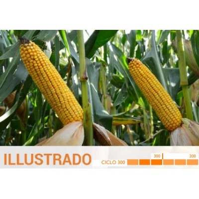 S.MILHO HIBRIDO ROCALBA ILLUSTRADO COM KORIT - 50MGR