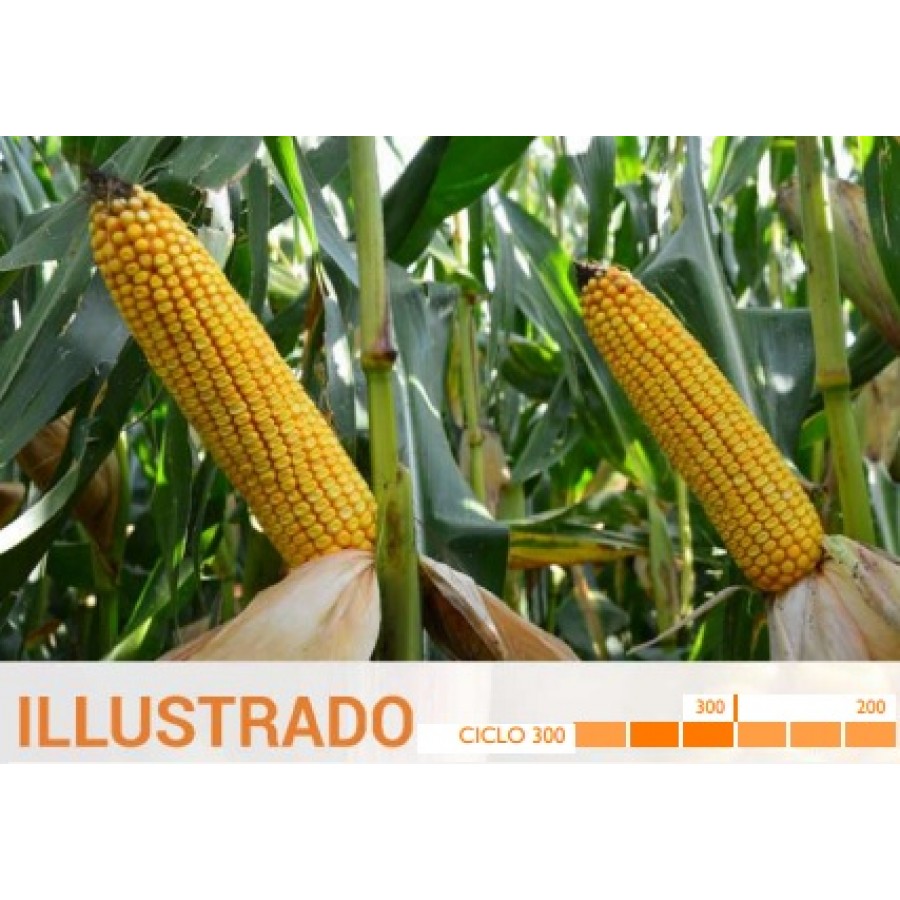 S.MILHO HIBRIDO ROCALBA ILLUSTRADO COM KORIT - 50MGR S.MILHO HIBRIDO ROCALBA ILLUSTRADO COM KORIT - 50MGR