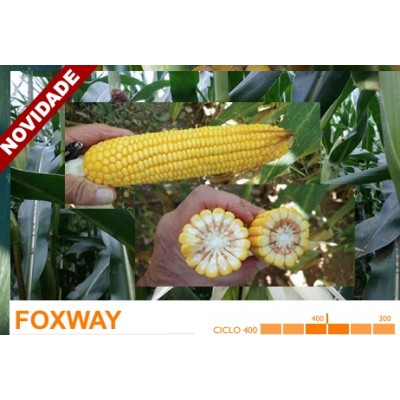 S.MILHO HIBRIDO ROCALBA FOXWAY COM KORIT - 50MGR