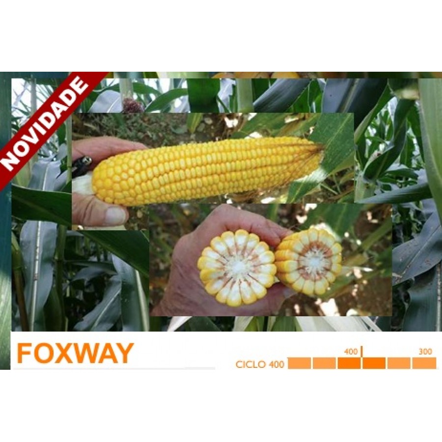 S.MILHO HIBRIDO ROCALBA FOXWAY COM KORIT - 50MGR S.MILHO HIBRIDO ROCALBA FOXWAY COM KORIT - 50MGR
