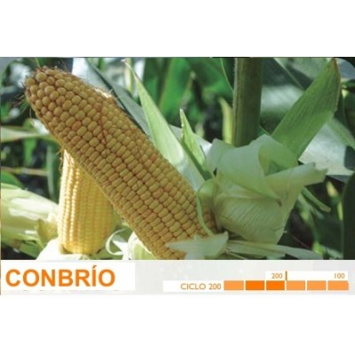 S.MILHO HIBRIDO ROCALBA CONBRIO COM KORIT  - 50MGR