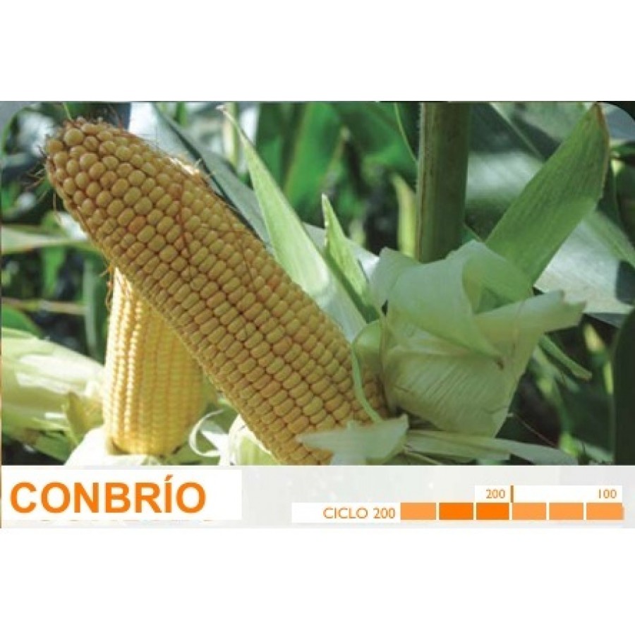 S.MILHO HIBRIDO ROCALBA CONBRIO COM KORIT - 50MGR S.MILHO HIBRIDO ROCALBA CONBRIO COM KORIT - 50MGR