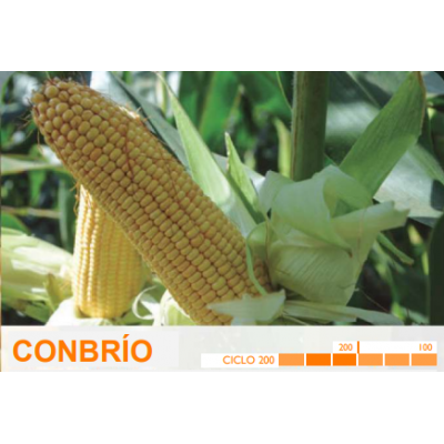 S.MILHO HIBRIDO ROCALBA CONBRIO  - 15MGR