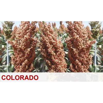 SEMENTE SORGO GRAO COLORADO -SC 25 KILOS