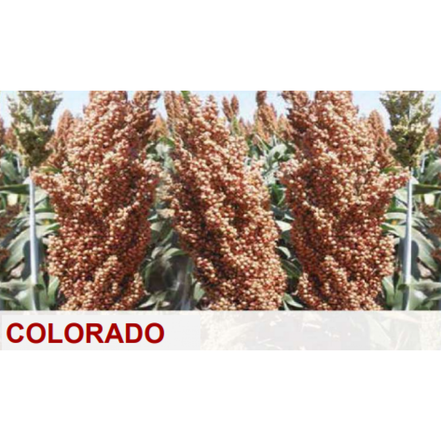 SEMENTE SORGO GRAO COLORADO -SC 25 KILOS SEMENTE SORGO GRAO COLORADO -SC 25 KILOS