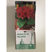 S.BOLBO GR GLOXINIAS  - CAIXA 30 UNIDADES