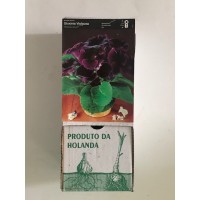S.BOLBO GR GLOXINIAS  - CAIXA 30 UNIDADES