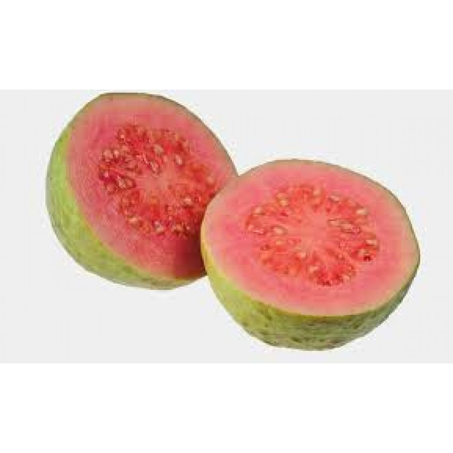 S.ARVORE FRUTO TROPICAL -GOIABA VERMELHA 2 ANOS S.ARVORE FRUTO TROPICAL -GOIABA VERMELHA 2 ANOS