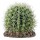 DECORAÇÃO PARA TERRÁRIO - CACTUS SONORA