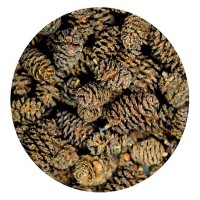 ALDER CONES (50 UNIDADES) ALDER CONES (50 UNIDADES)