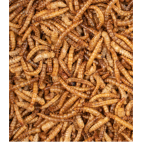 DELI NATURE HOBBYLINE CHIX MEALWORMS (TENEBRIOS) - 1 KG