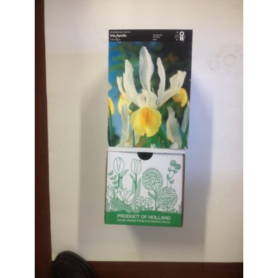 S.BOLBO DC IRIS LIRETES -CAIXA 150 UNIDADES