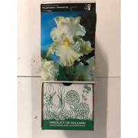 S.BOLBO GR IRIS GERMANICOS - CAIXA 20 UNIDADES S.BOLBO GR IRIS GERMANICOS - CAIXA 20 UNIDADES