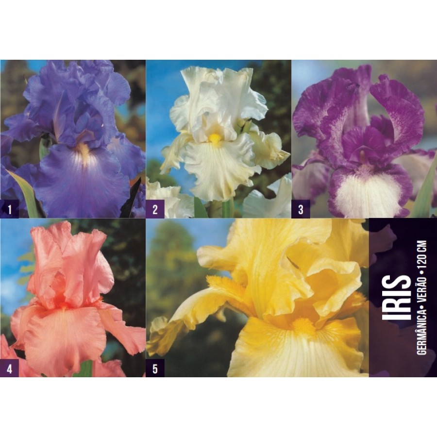S.BOLBO GR IRIS GERMANICOS - CAIXA  100 UNIDADES