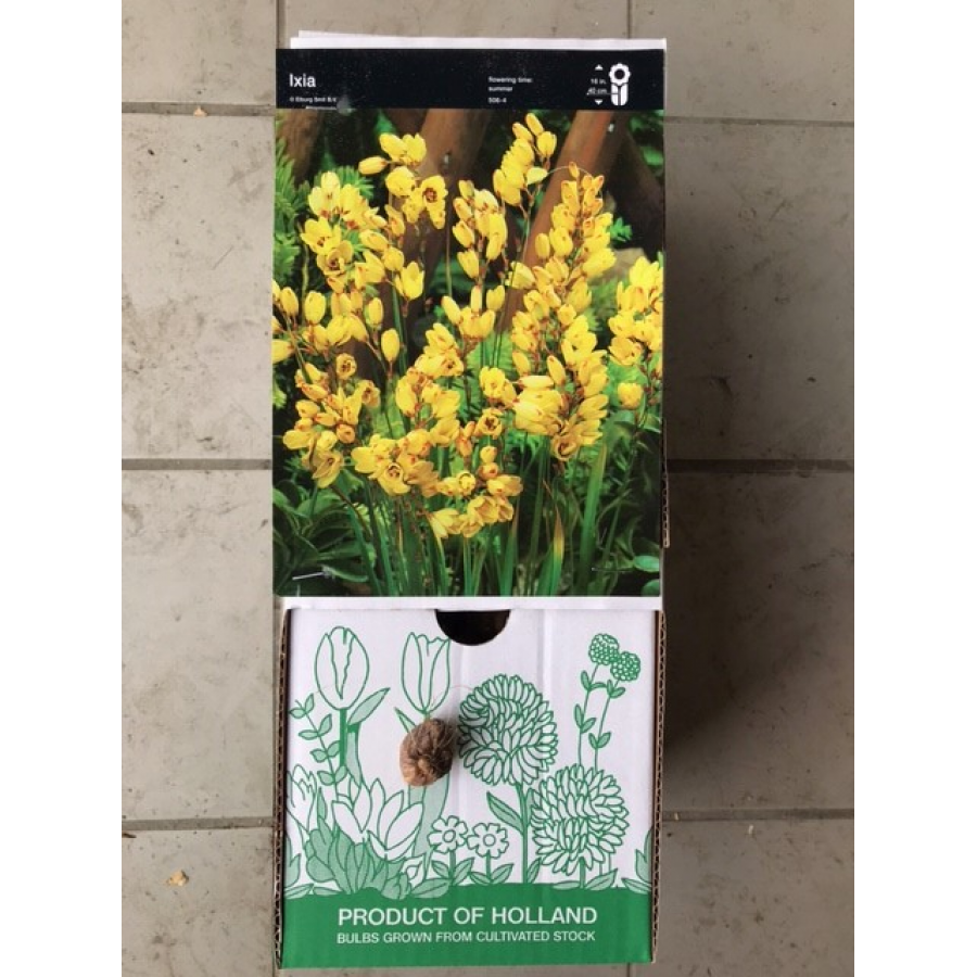 S.BOLBO IXIAS      -UNIDADE
