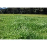 SEMENTE AZEVEM VERDIAL DE LAMEIRO -10 KG