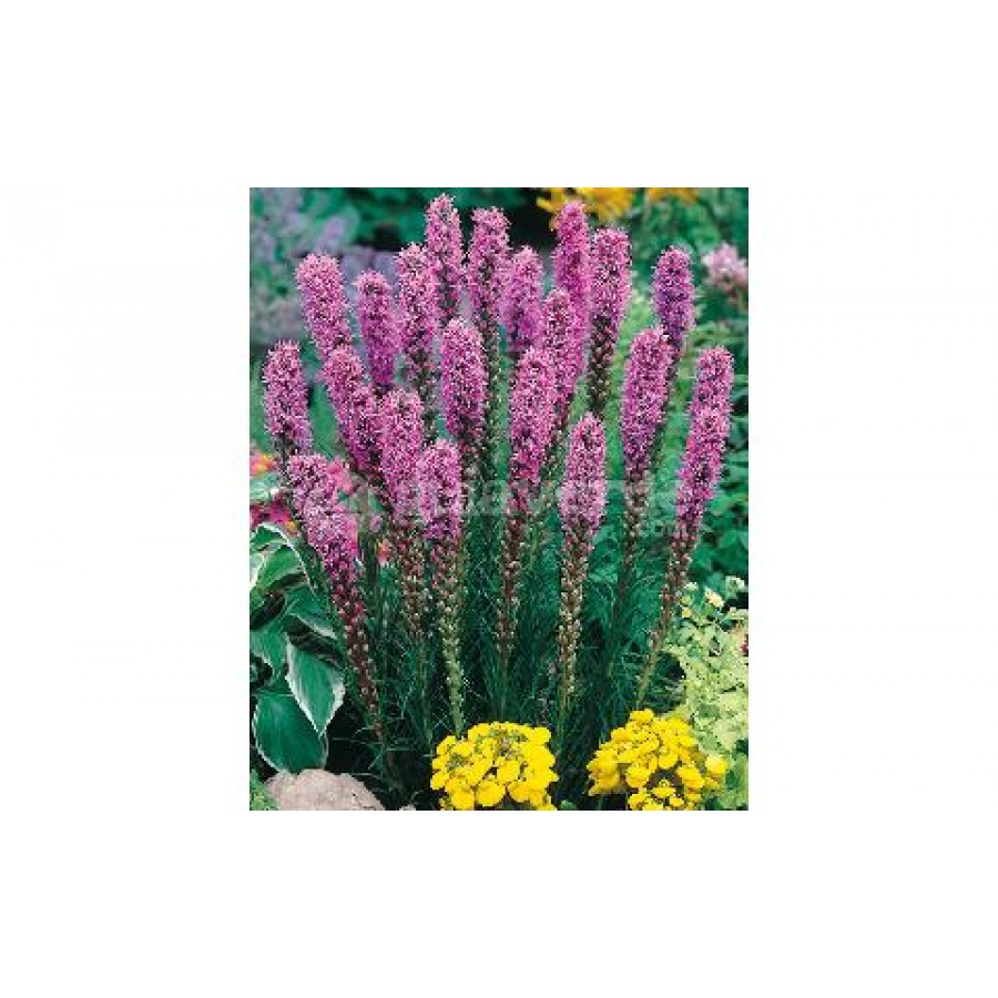 S.BOLBO LIATRIS  - UNIDADE