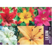 S.BOLBO GR LILIUMS ASIATICOS 14/16 TIPO B  - CAIXA 150 UNIDADES