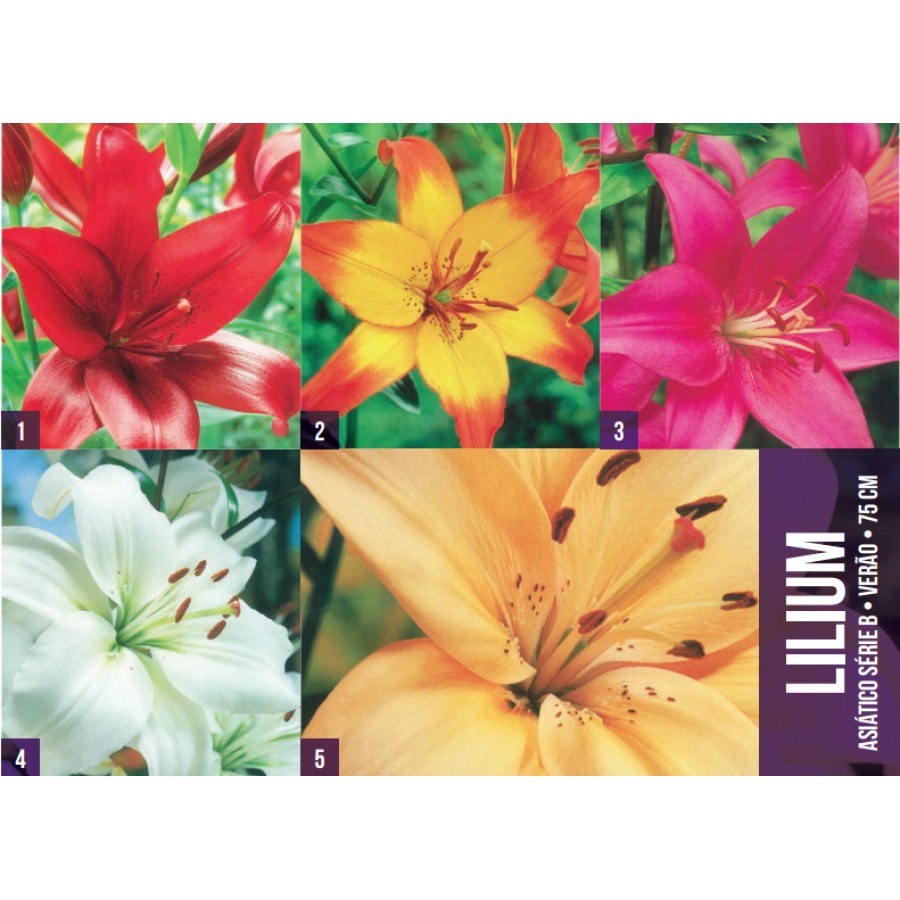 S.BOLBO GR LILIUMS ASIATICOS 14/16 TIPO B  - CAIXA 150 UNIDADES