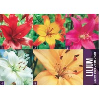S.BOLBO GR LILIUMS ASIATICOS 14/16 TIPO B  - CAIXA 200 UNIDADES
