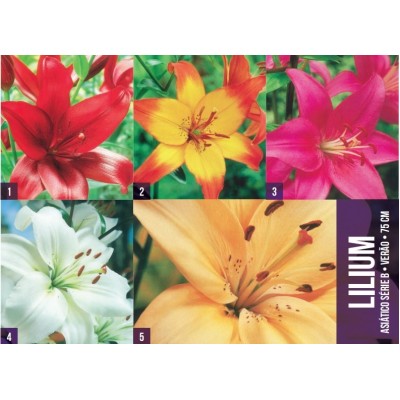 S.BOLBO GR LILIUMS ASIATICOS 14/16 TIPO B  - CAIXA 200 UNIDADES