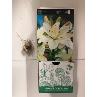 S.BOLBO GR LILIUMS ASIATICOS 14/16 TIPO B - CAIXA  30 UNIDADES