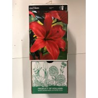 S.BOLBO GR LILIUMS ASIATICOS 14/16 TIPO B - CAIXA  30 UNIDADES