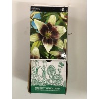 S.BOLBO GR LILIUMS 16/18 SELEÇÃO  - CAIXA  30 UNIDADES
