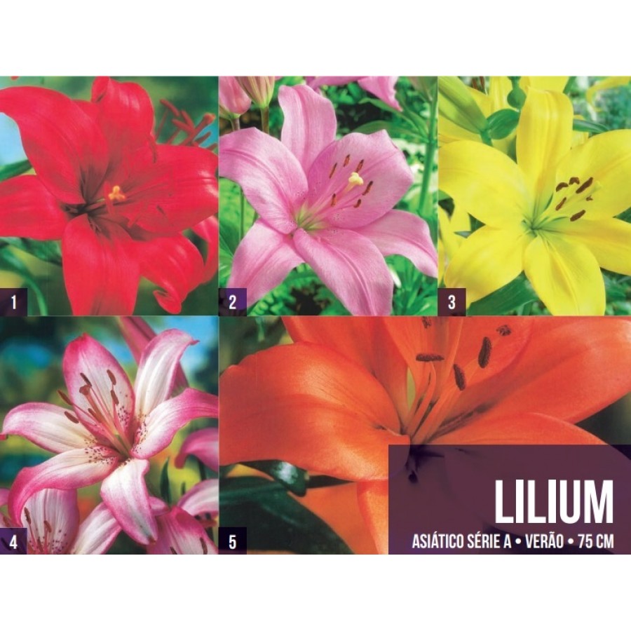 S.BOLBO GR LILIUMS ASIATICOS 14/16 TIPO A - CAIXA 200 UNIDADES S.BOLBO GR LILIUMS ASIATICOS 14/16 TIPO A - CAIXA 200 UNIDADES
