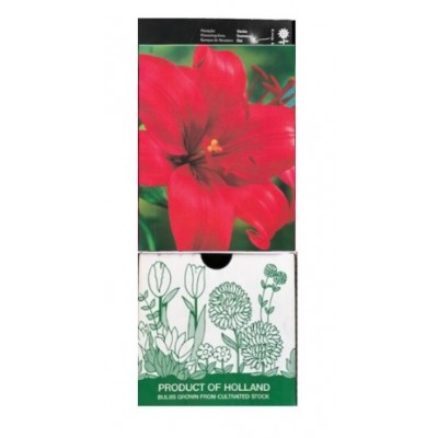 S.BOLBO GR LILIUMS ASIATICOS 14/16 TIPO A - CAIXA  30 UNIDADES