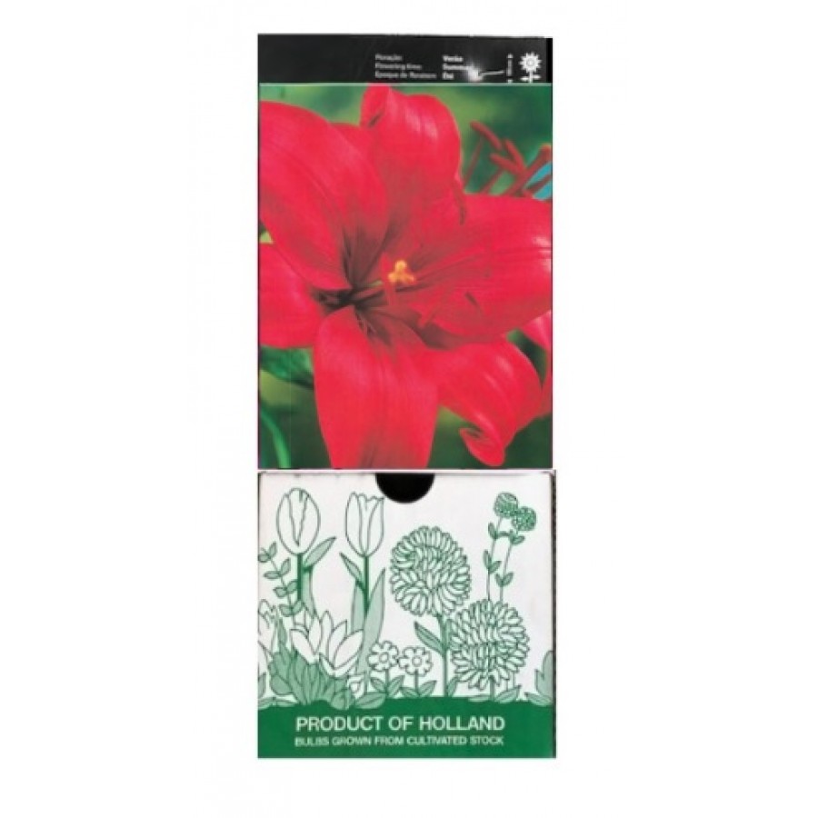 S.BOLBO GR LILIUMS ASIATICOS 14/16 TIPO A - CAIXA  30 UNIDADES
