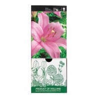 S.BOLBO GR LILIUMS ASIATICOS 14/16 TIPO A - CAIXA  30 UNIDADES