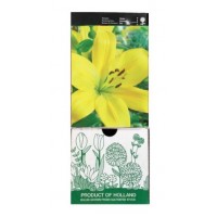S.BOLBO GR LILIUMS ASIATICOS 14/16 TIPO A - CAIXA  30 UNIDADES