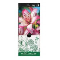 S.BOLBO GR LILIUMS ASIATICOS 14/16 TIPO A - CAIXA  30 UNIDADES