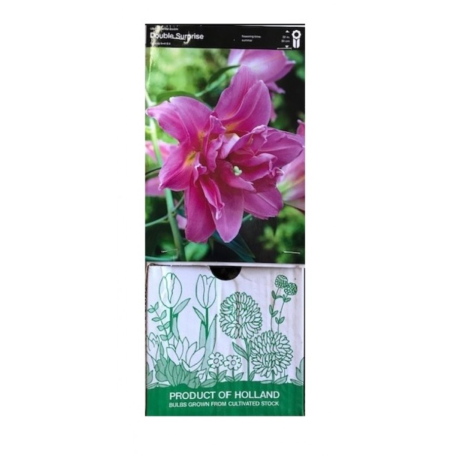 S.BOLBO GR LILIUMS ASIATICOS DOBRADOS 16/18 - CAIXA  20 UNIDADES