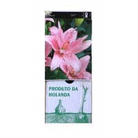 S.BOLBO GR LILIUMS ASIATICOS DOBRADOS 16/18 - CAIXA  20 UNIDADES