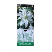 S.BOLBO GR LILIUMS ASIATICOS DOBRADOS 16/18 - CAIXA  20 UNIDADES