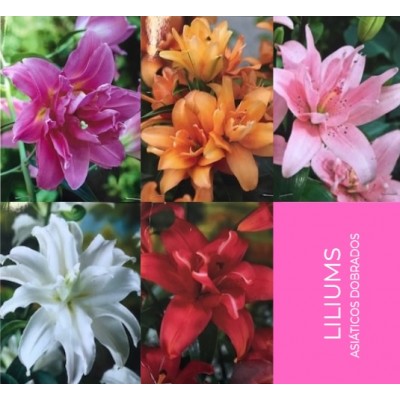 S.BOLBO GR LILIUMS ASIATICOS DOBRADOS 16/18 - CAIXA  50 UNIDADES