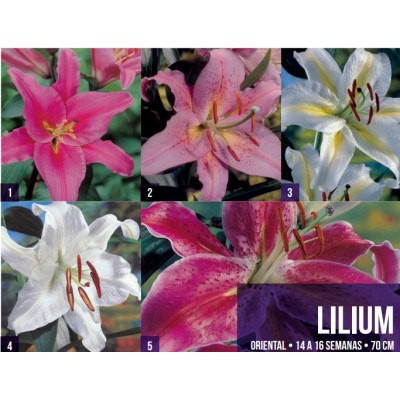 S.BOLBO GR LILIUMS ORIENTAIS 18/20  - CAIXA  100 UNIDADES