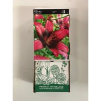 S.BOLBO GR LILIUMS ORIENTAIS 18/20  - CAIXA  30 UNIDADES