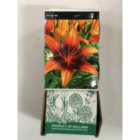 S.BOLBO GR LILIUMS ORIENTAIS 18/20  - CAIXA  30 UNIDADES