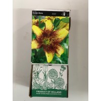 S.BOLBO GR LILIUMS ORIENTAIS 18/20  - CAIXA  30 UNIDADES