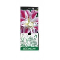 S.BOLBO GR LILIUMS ORIENTAIS DOBRADOS 16/18 - CAIXA  20 UNIDADES