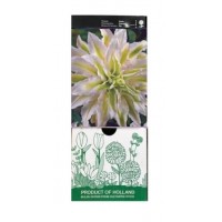 S.BOLBO GR LILIUMS ORIENTAIS DOBRADOS 16/18 - CAIXA  20 UNIDADES