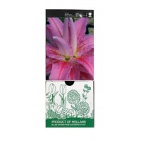 S.BOLBO GR LILIUMS ORIENTAIS DOBRADOS 16/18 - CAIXA  20 UNIDADES