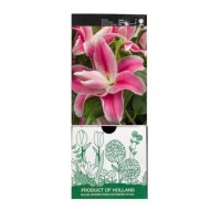 S.BOLBO GR LILIUMS ORIENTAIS DOBRADOS 16/18 - CAIXA  20 UNIDADES
