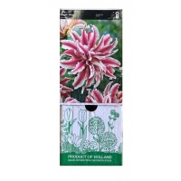 S.BOLBO GR LILIUMS ORIENTAIS DOBRADOS 16/18 - CAIXA  20 UNIDADES