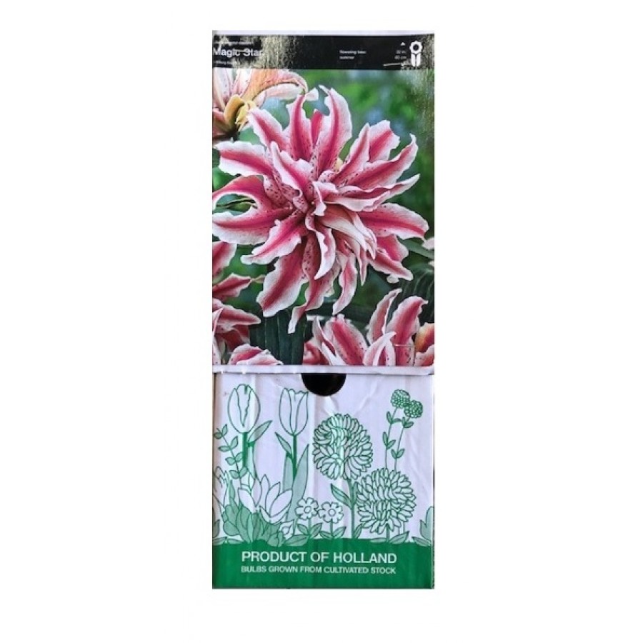 S.BOLBO GR LILIUMS ORIENTAIS DOBRADOS 16/18 - CAIXA  20 UNIDADES