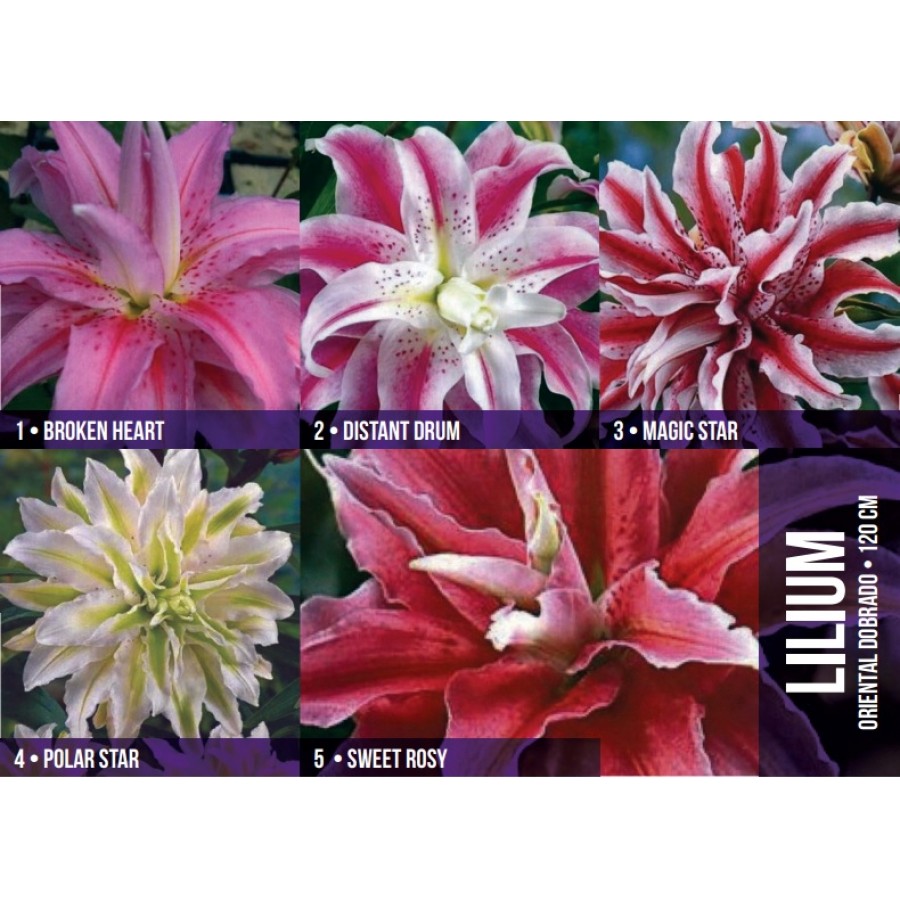 S.BOLBO GR LILIUMS ORIENTAIS DOBRADOS 16/18 - CAIXA  50 UNIDADES