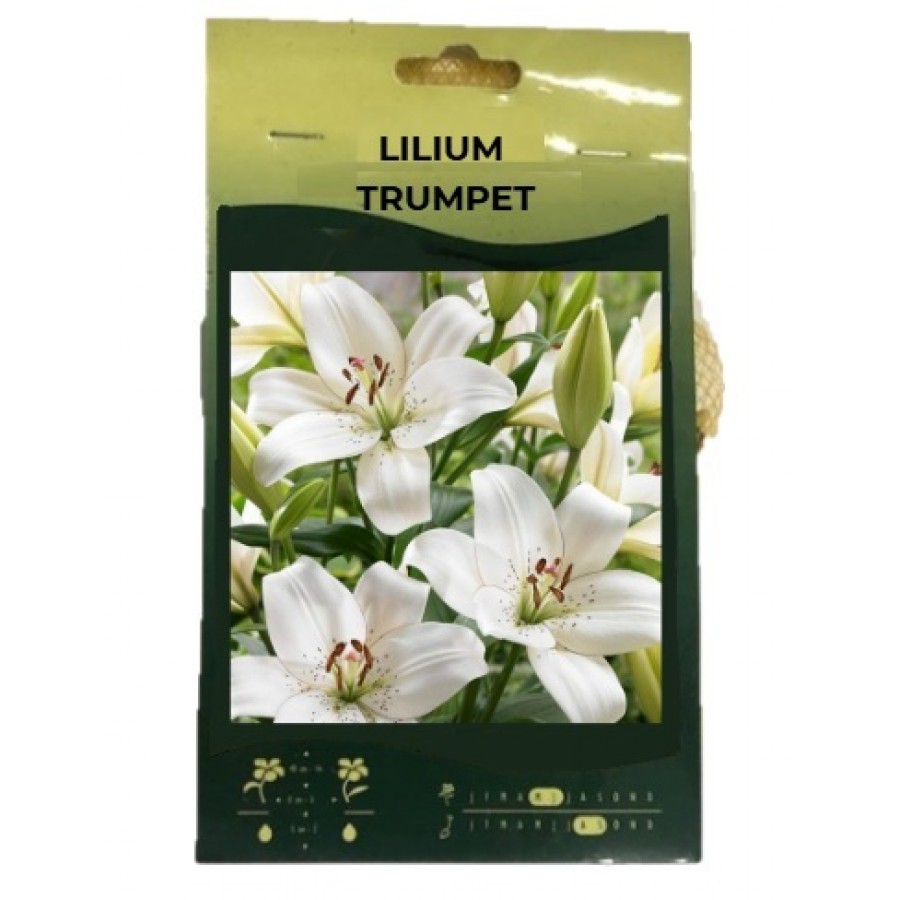 S.BOLBO GR SAQUETA LILLIUMS TRUMPET 16/18